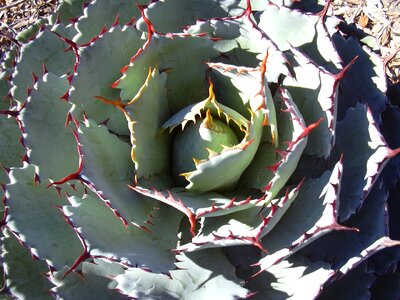 Thorns rosette succulent