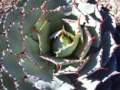 Thorns rosette succulent photo