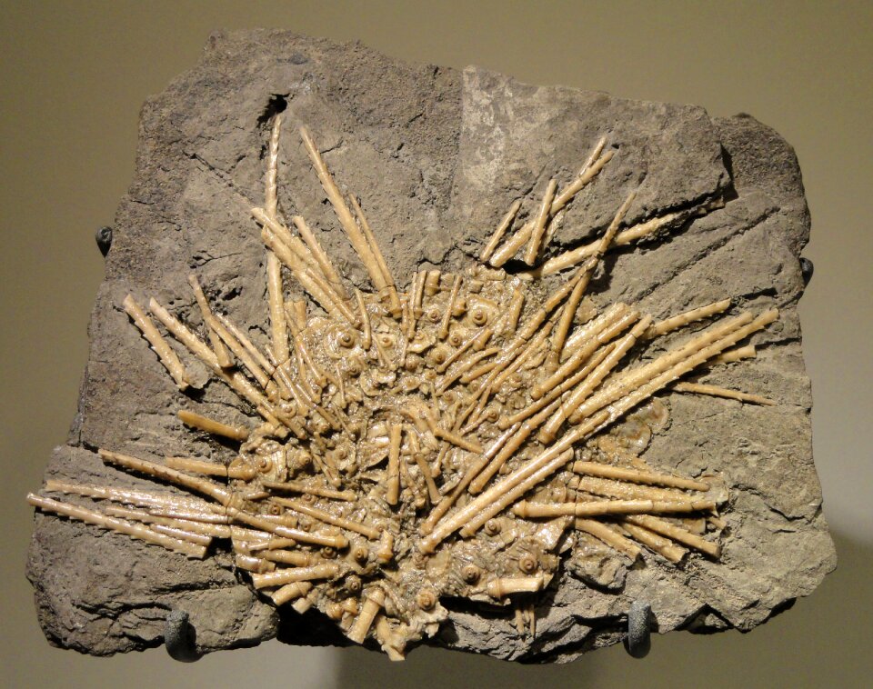 Urchin carboniferous winchell