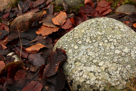 Orange autumn fallen leaves