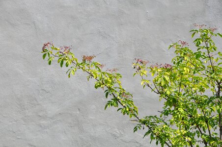 Nature stone bush