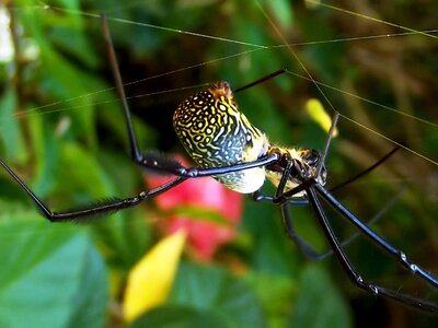 Spider garden harmless photo