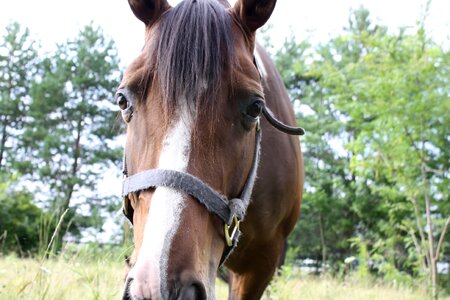 Bridle chestnut eye