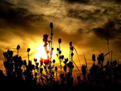 Sun plants silhouette photo