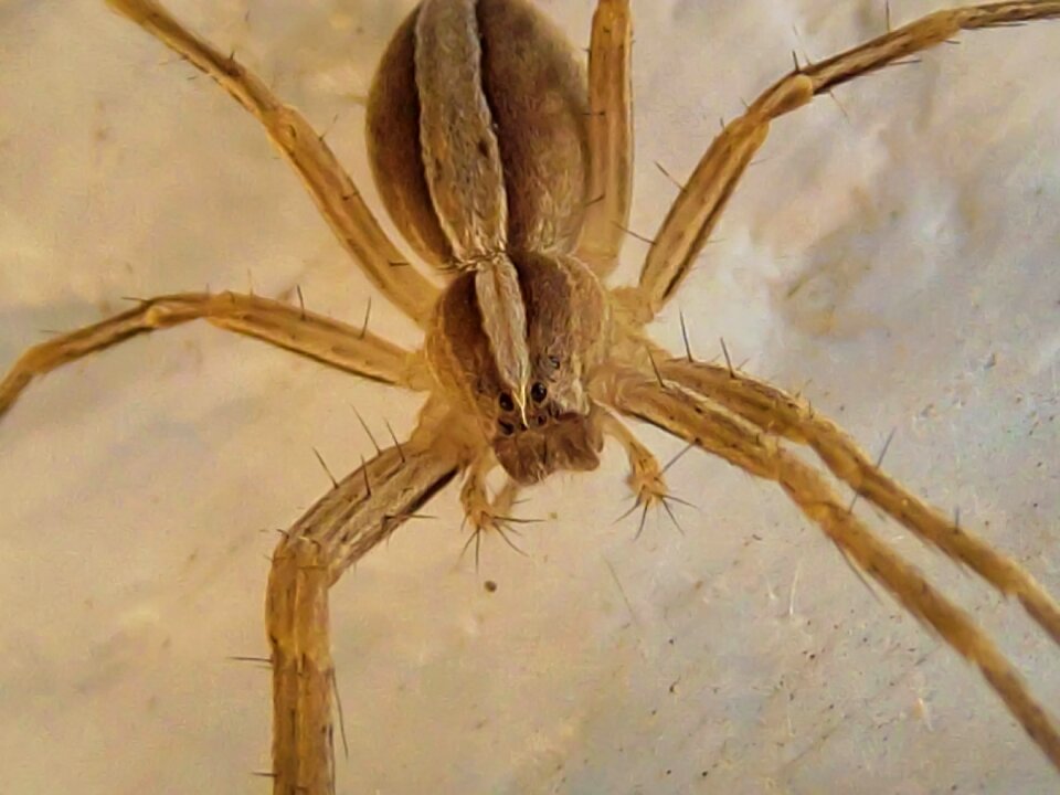Not dangerous spider nature