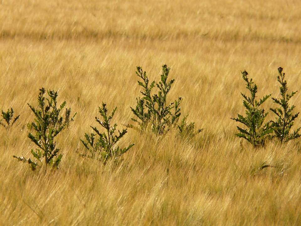 Herbaceous plant field thistle thistle