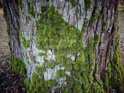Moss tree invoice photo