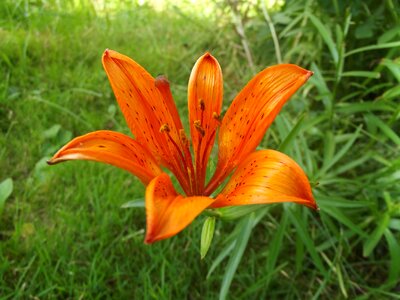 Flower spring garden