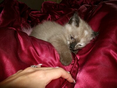 Baby animal cute