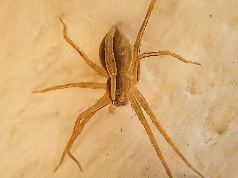 Nature arachnid hairy