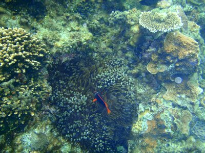 Clownfish nemo kerama islands photo