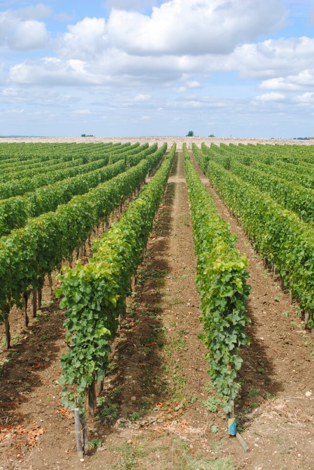 Countryside wine agriculture