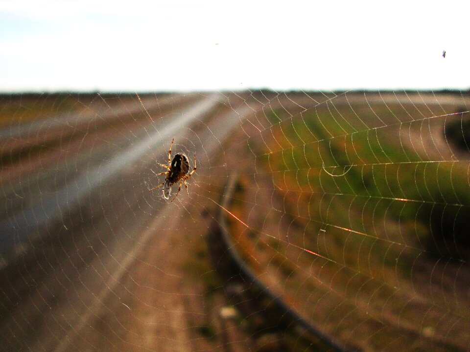 Palmira web backlight