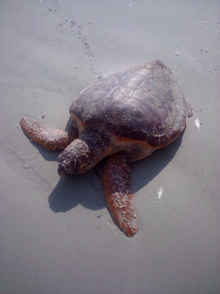 Marine wildlife tortoise