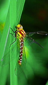 Wing animal nature