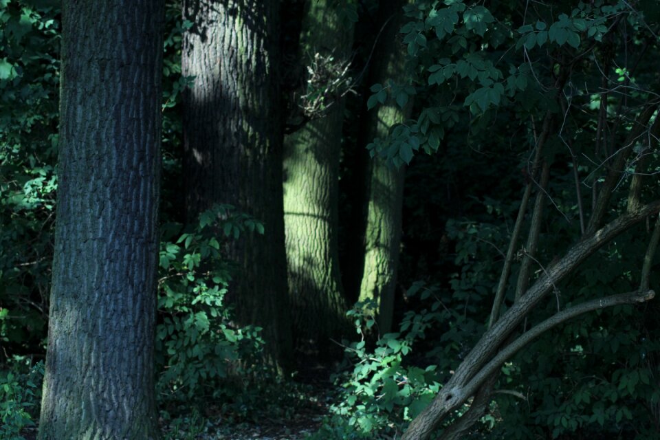 Summer day light mystical