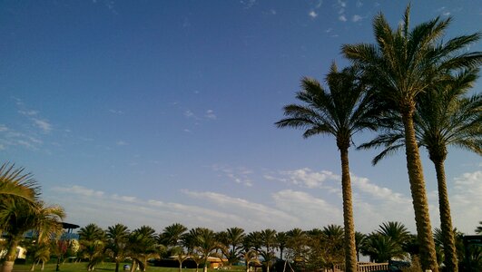 Sea vacation palm treee