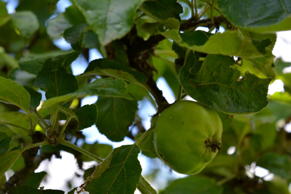 Fruit immature green