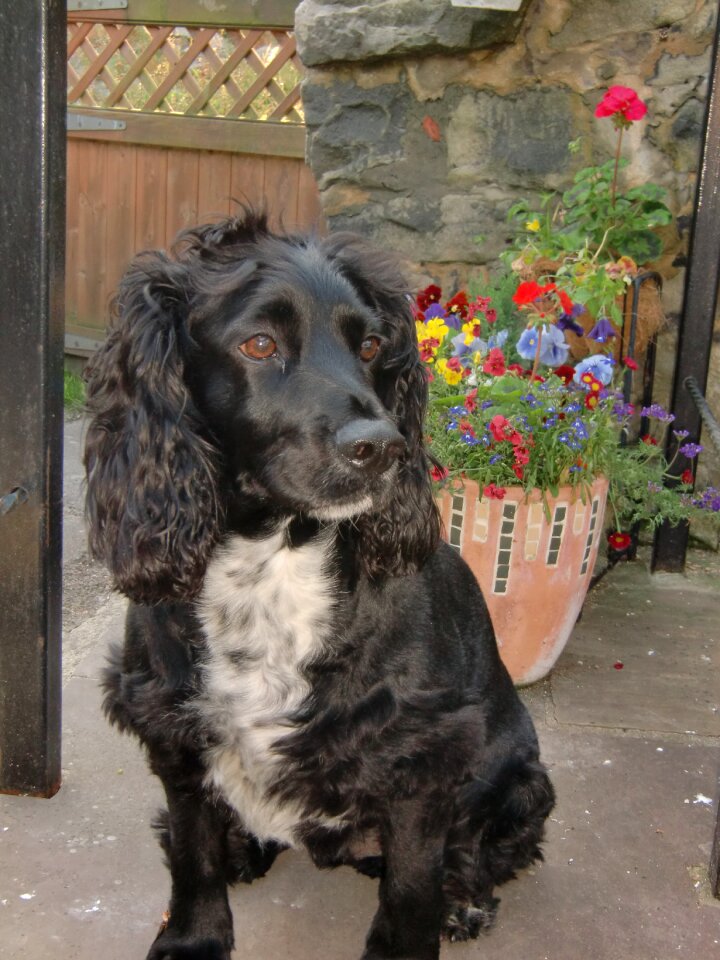 Cute breed purebred
