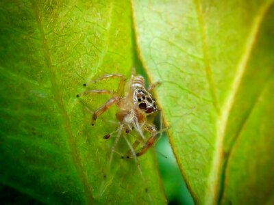 Spider nature small