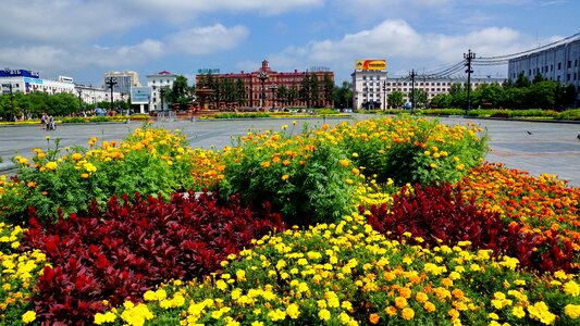 Flowers area khabarovsk