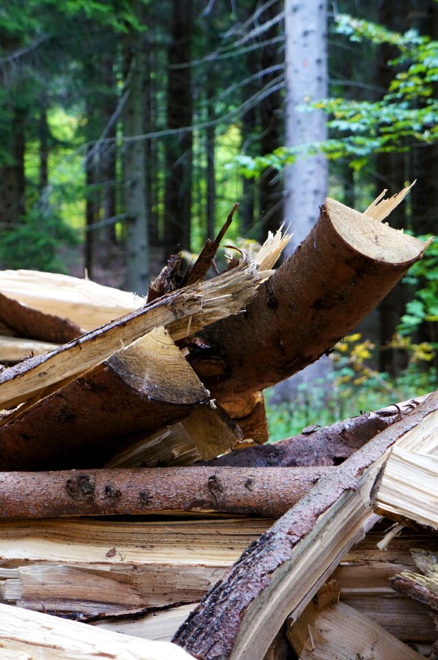 Tree bark tree trunks