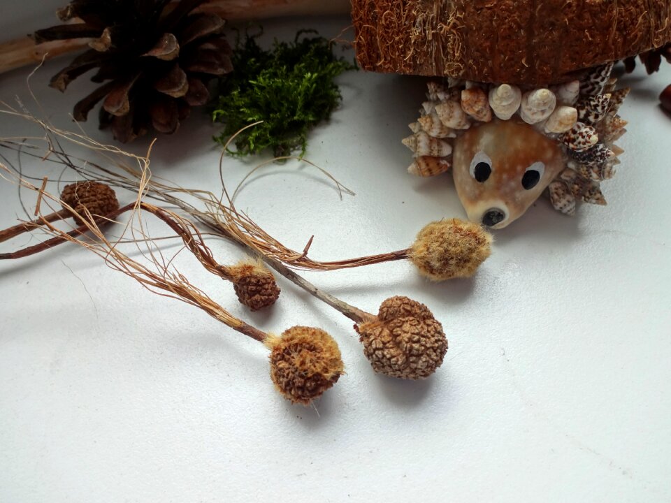 Hedgehog pine cone platanus