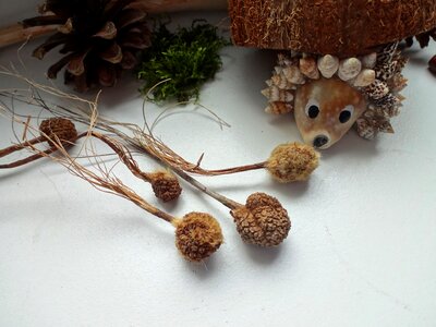 Hedgehog pine cone platanus