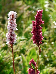 Plant pink blossom