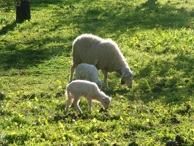 Sheep nature Free photos photo