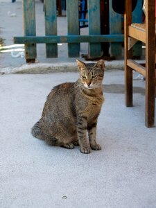 Beast animal sitting cat photo