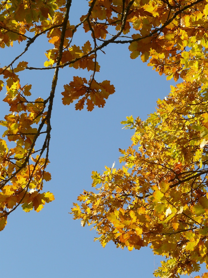 Sessile oak quercus petraea winter oak