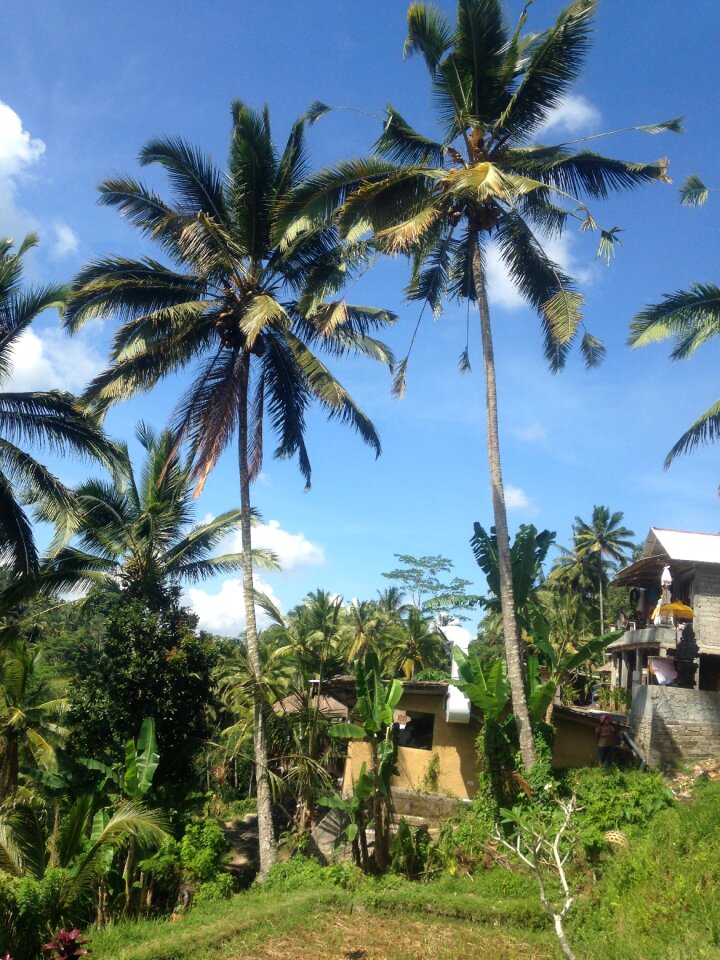 Tree indonesia photo