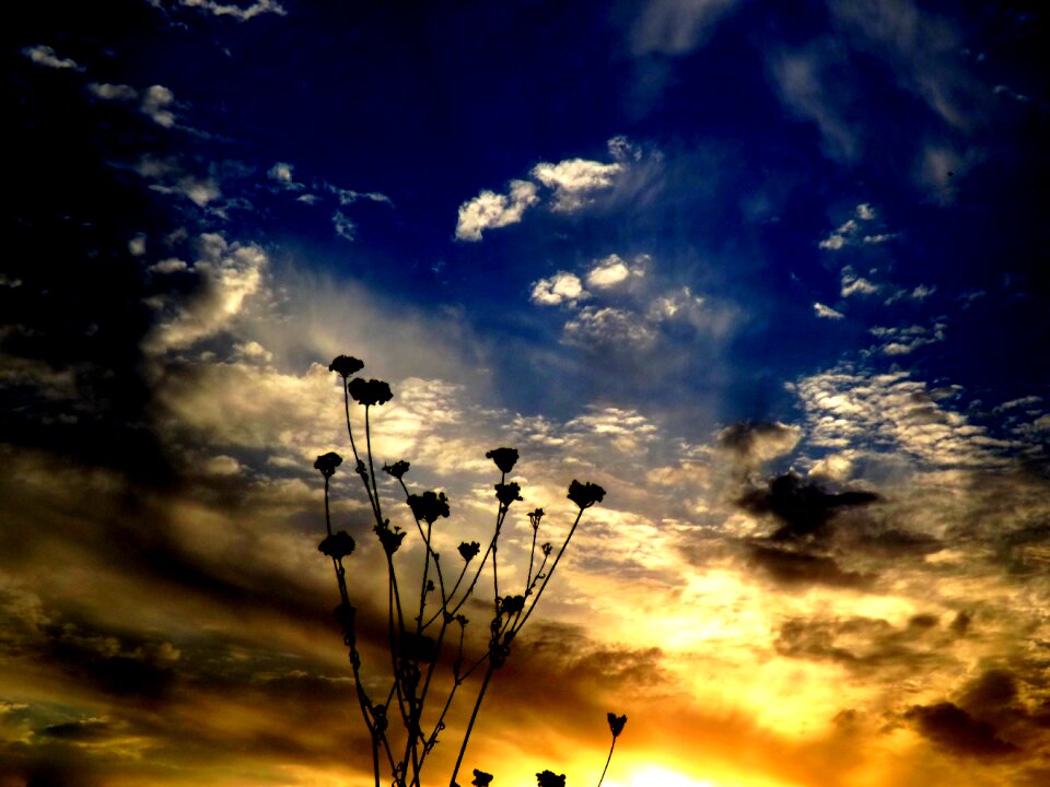 Sun plants silhouette