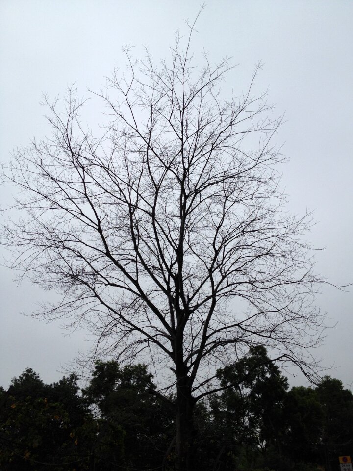Winter silhouette