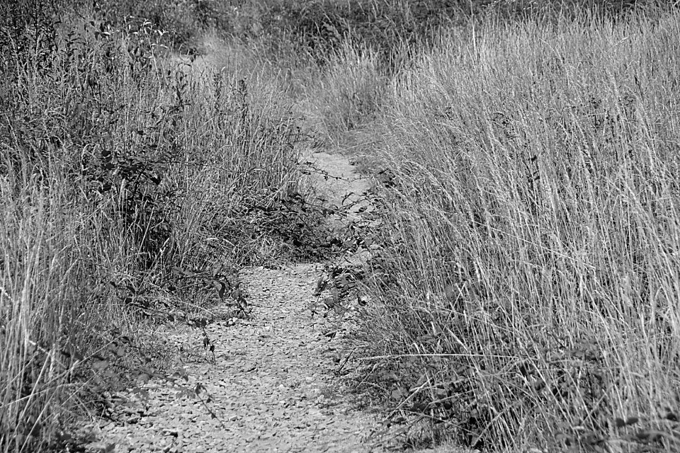 Black and white summer relaxation