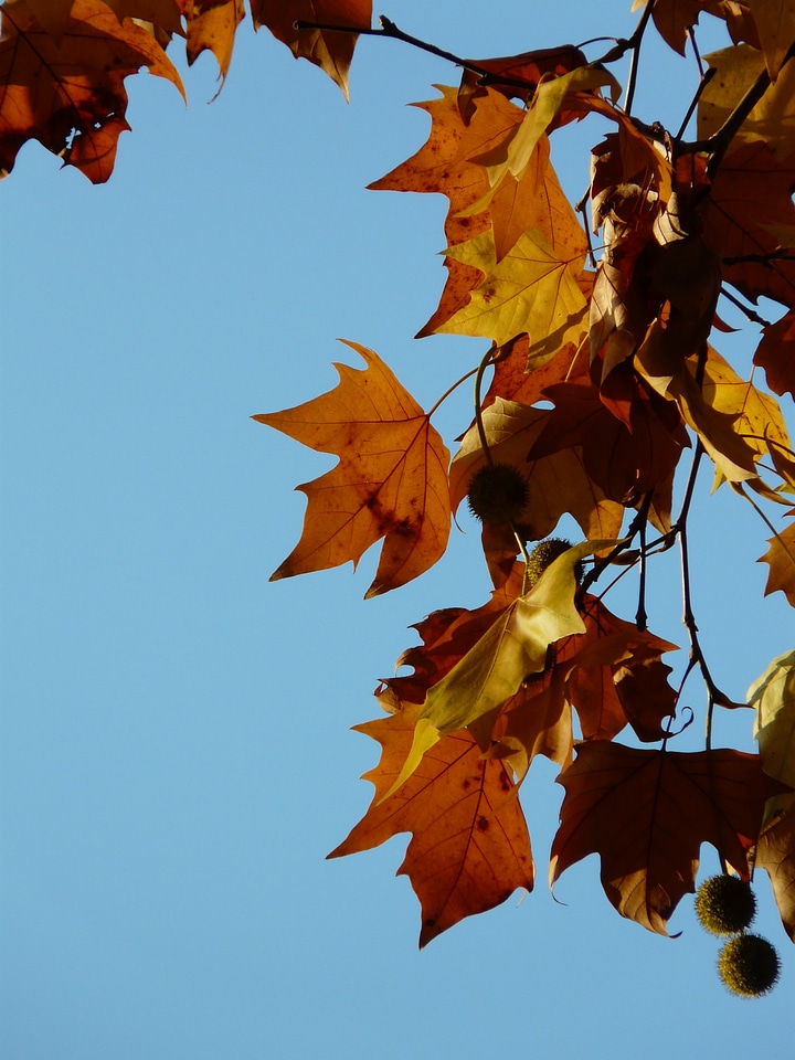 Common plane hybrid plane london plane