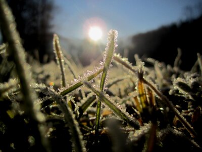 Winter nature iced