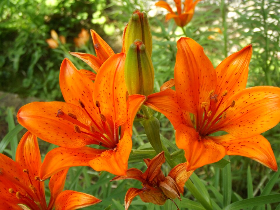 Plant summer spring