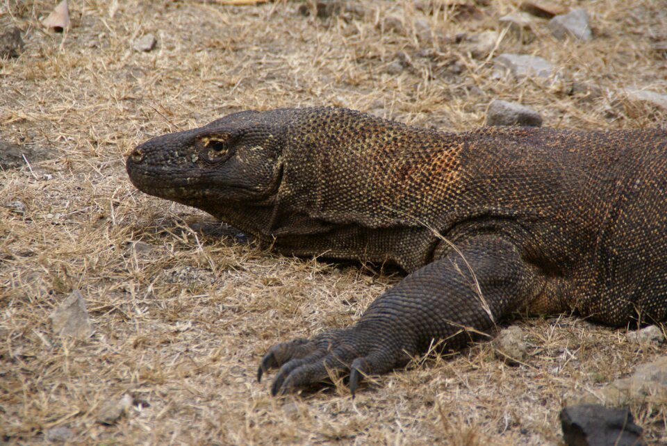 Monitor lizard dragon reptile