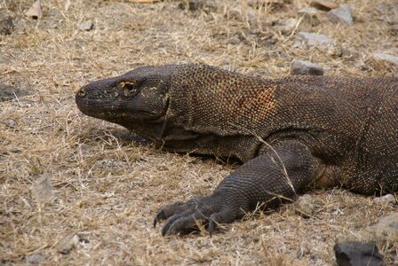 Monitor lizard dragon reptile