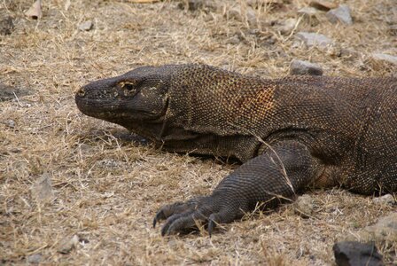 Monitor lizard dragon reptile photo