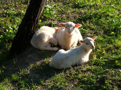 Sheep nature Free photos