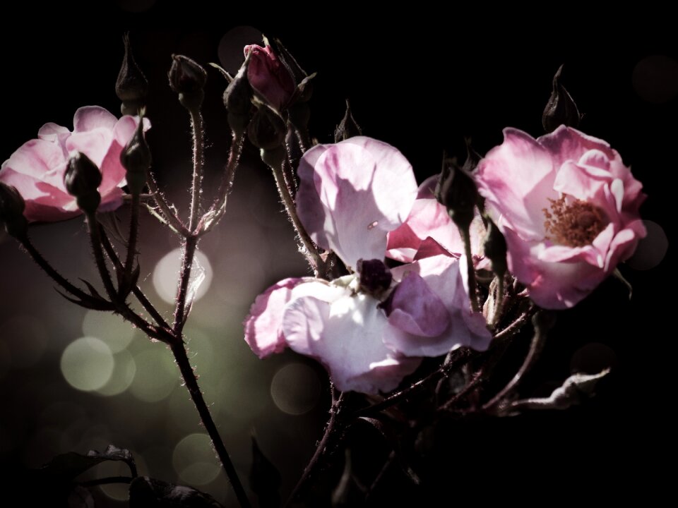 Prickly blossom bloom