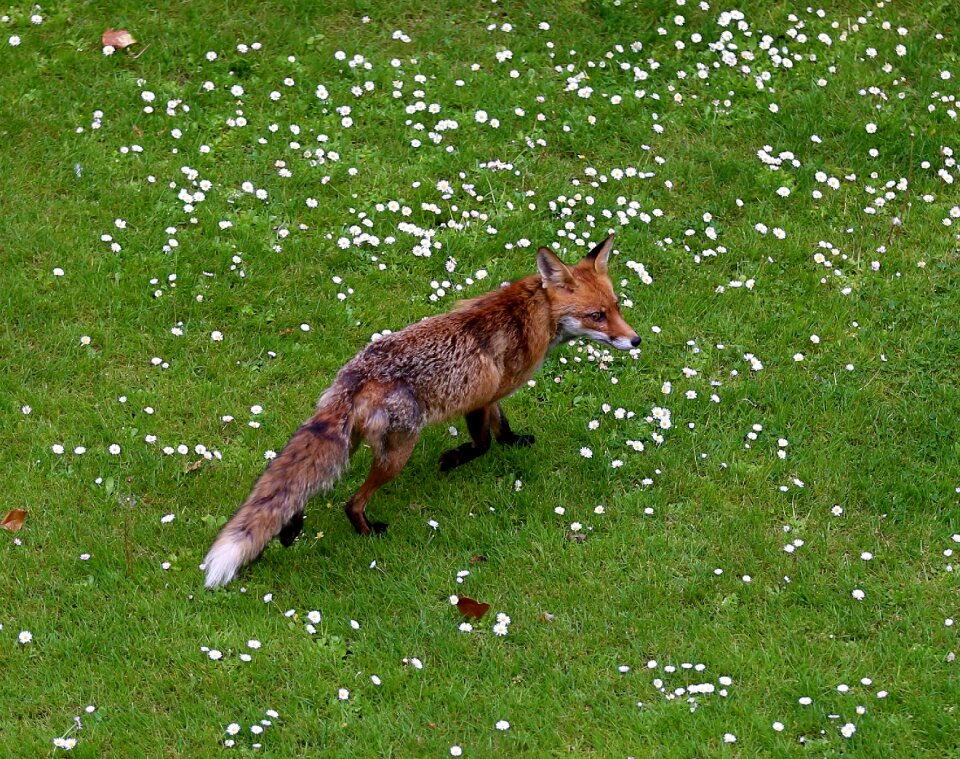 Wild wild animal animal world
