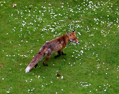 Wild wild animal animal world