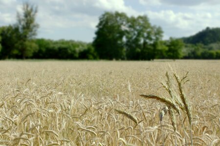 Harvest wheat sky photo