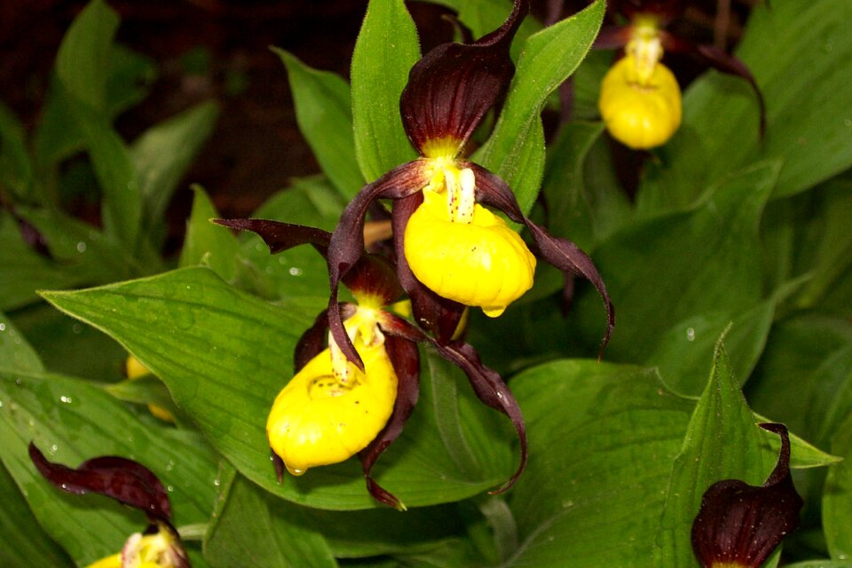Orchid blossom bloom
