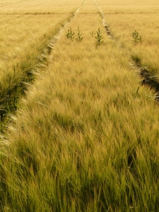 Tractor tracks traces barley