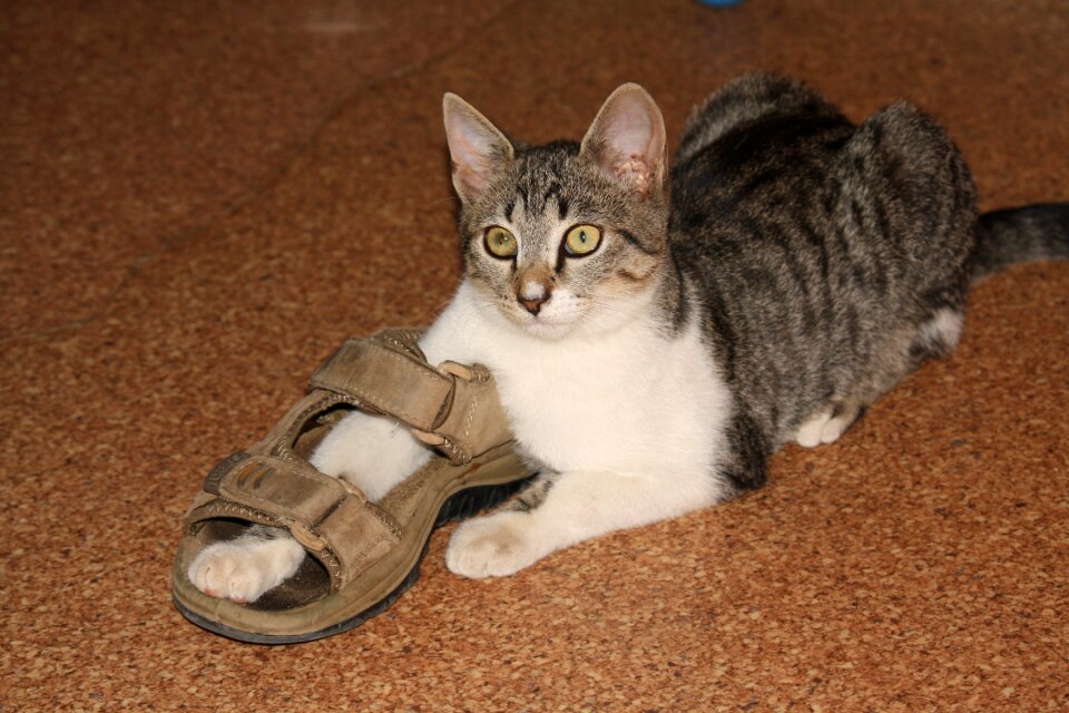 Shoemaker cat play